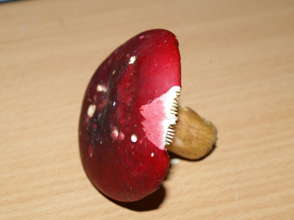 Russula xerampelina ?